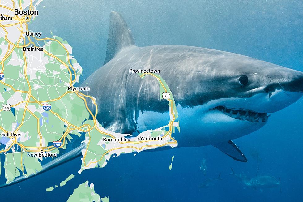 Cape Cod Officially a Hotspot for Great White Sharks