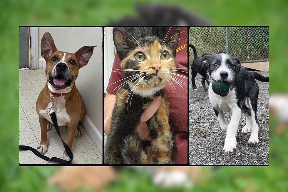 Forever Paws Animal Shelter Needs Your Help