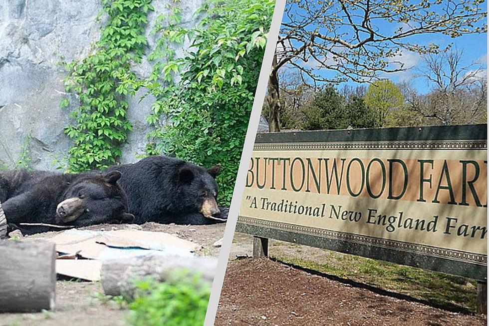 New Animals And Exciting Renovations Planned For Buttonwood Park Zoo