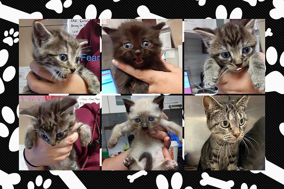 Adorable Fall River Kittens Hope to Grow Up with Forever Families [WET NOSE WEDNESDAY]