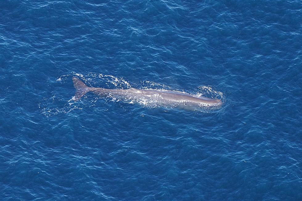 Rare Whale Sighting Off Cape Is Fantastic News For Species