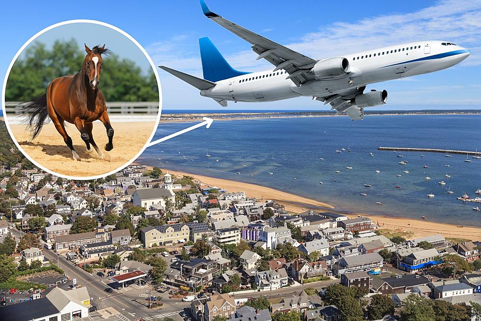 A Horse Actually Broke Free on Flight Over Cape Cod