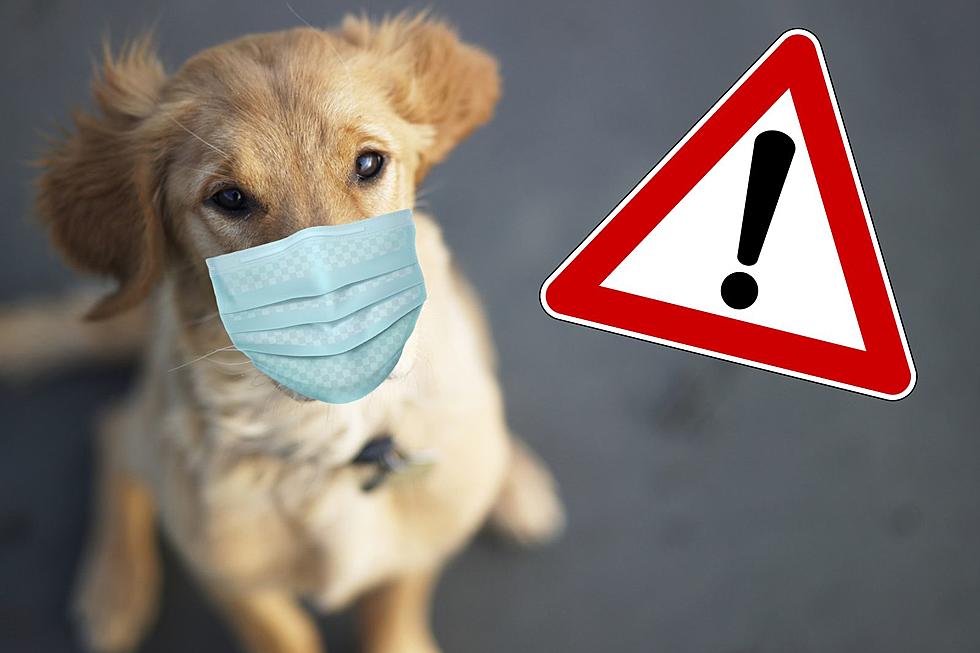 Rhode Island Warning Dog Owners But Massachusetts Says Don’t Panic