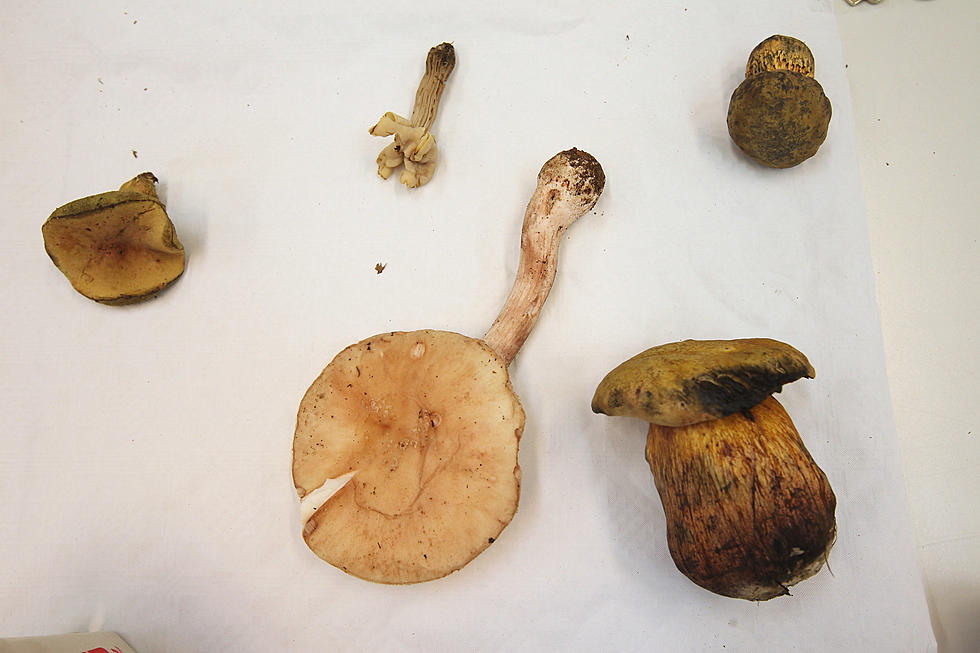 Magic Mushrooms May Be On the Ballot in Massachusetts