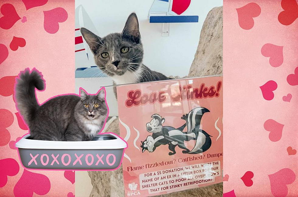 Write Ex's Name In Litter Box For Valentine's Day