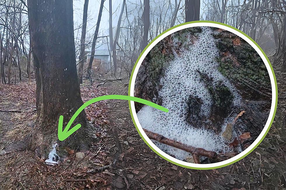 Have You Seen This Strange Soap-Like Substance Found at the Base of Trees? [VIDEO]
