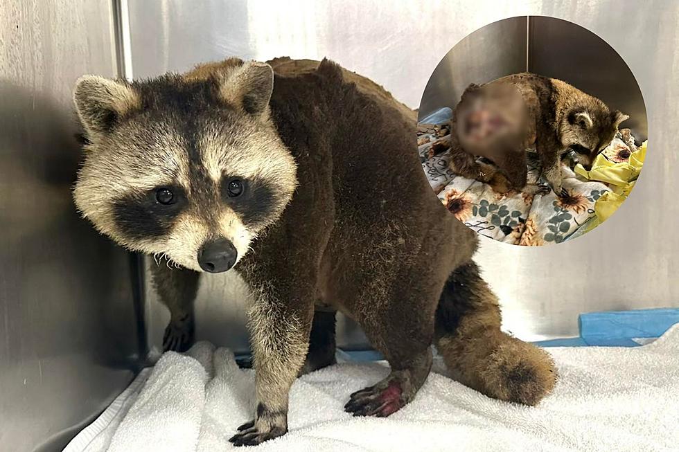 Abused Raccoon Passes Away at New England Wildlife Center