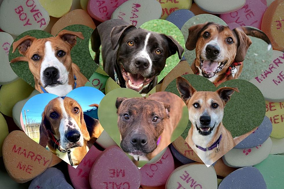 New Bedford Dogs are Looking for Love This Valentine's Day
