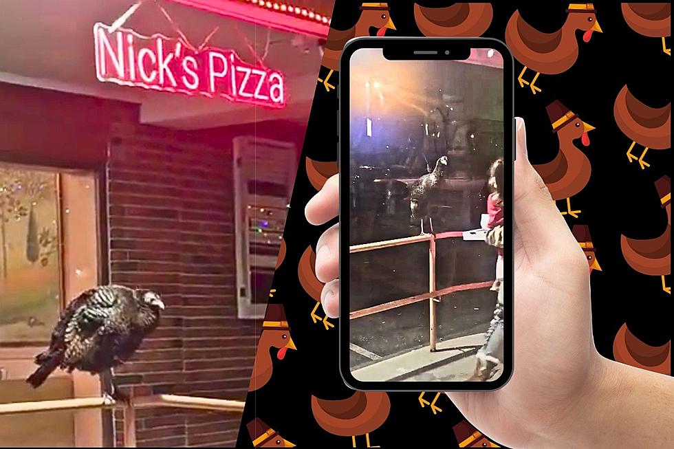 Westport Wild Turkey Named Napoleon Is Guarding the Door at Nick’s Pizza