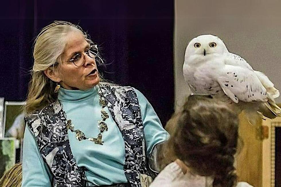 Explore the Mysterious World of Owls at Westport’s ‘Eyes on Owls’ Presentation
