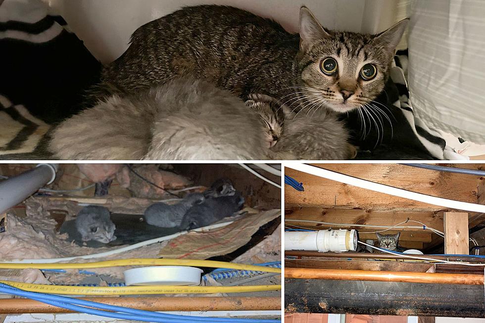 New Bedford Restaurant Rescues Cat and Kittens from Ceiling