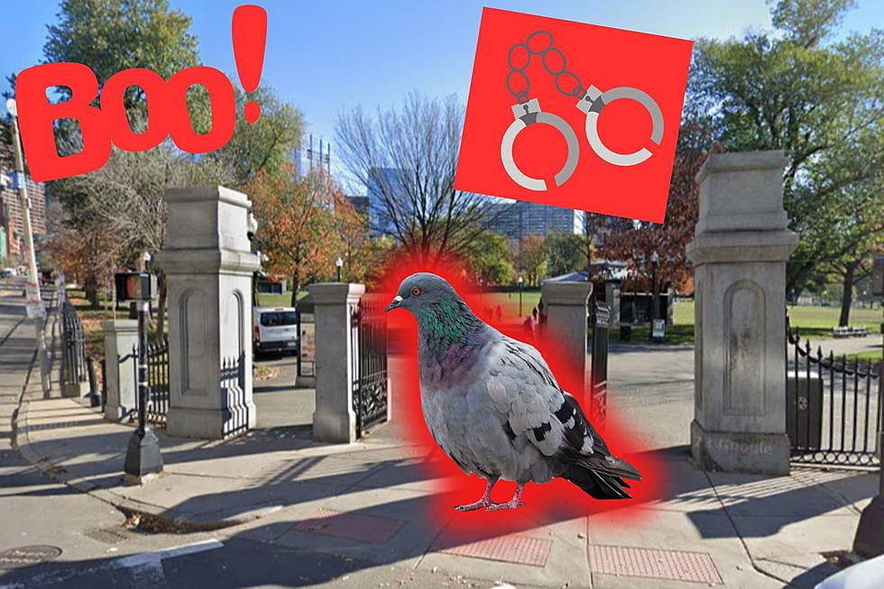 Weird Massachusetts Pigeon Law Could Have You Serving Prison Time