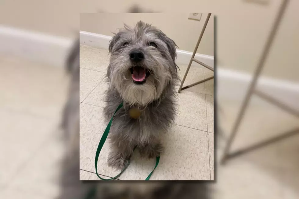 Fall River Dog Hopes a Family Will Fall in Love With Her [WET NOSE WEDNESDAY]