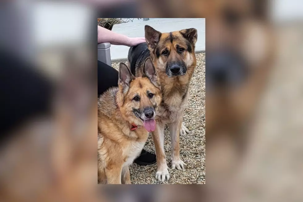 These Fairhaven German Shepherds Are in Love & Need a Family [WET NOSE WEDNESDAY]