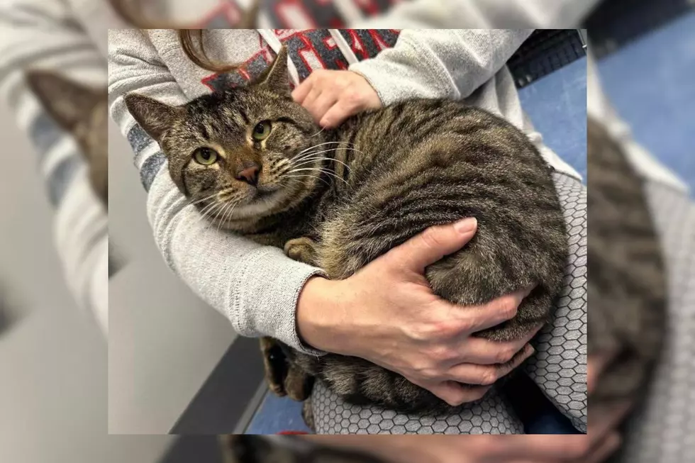 Fall River Cat Found As Stray Is the Ultimate Cuddle Bug [WET NOSE WEDNESDAY]