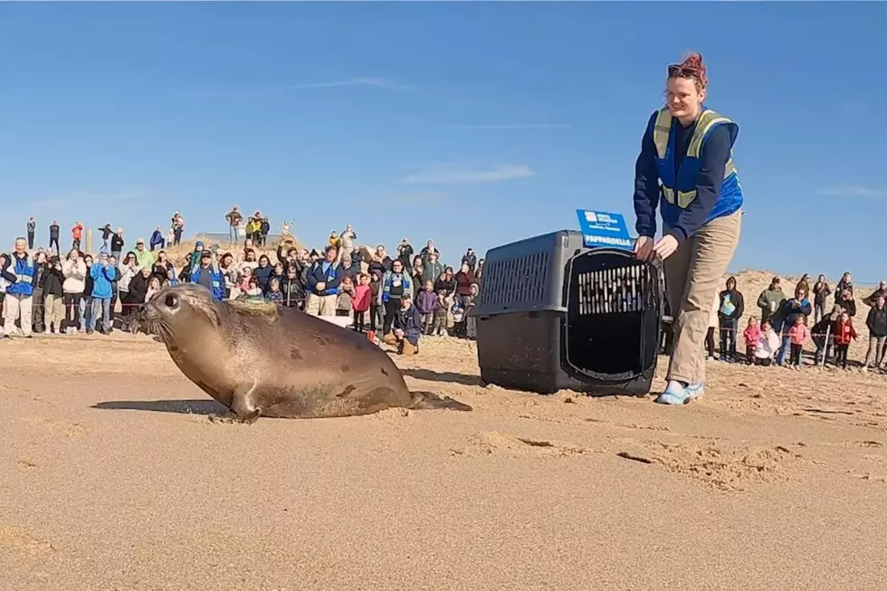 Watch Pappardelle the Seal Make Triumphant Return to the Sea