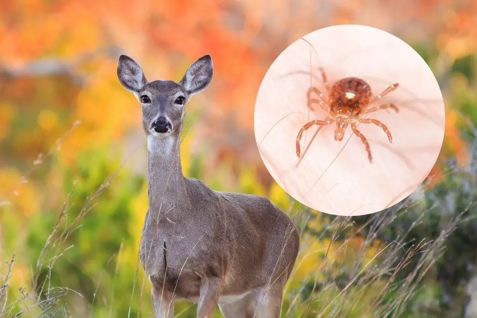 Does Massachusetts Need to Worry About the Lone Star Tick?