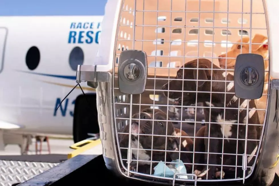 MSPCA Rescues 25 Dogs From Poor Conditions In Texas