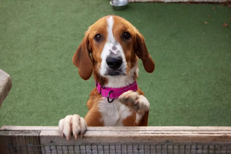 Friendly New Bedford Hound Wants to Brighten Your Day [WET NOSE WEDNESDAY]