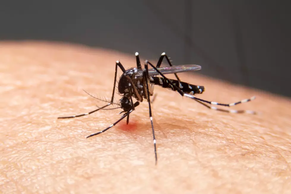 What to Know About Mosquito Spraying in Bristol County