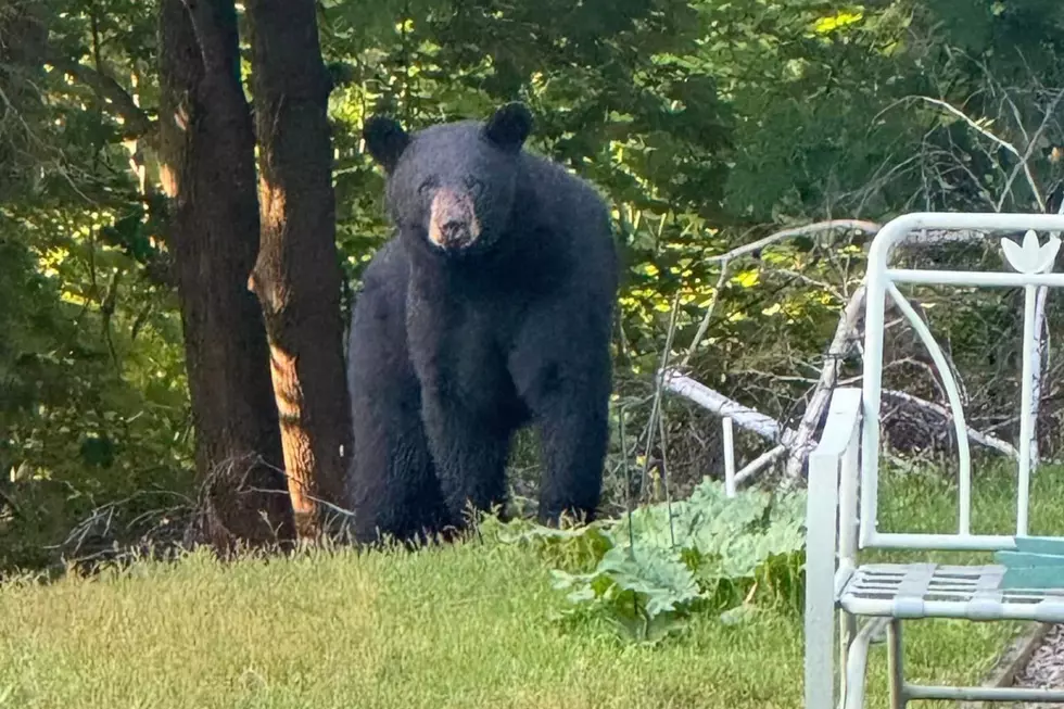 Rhode Island Home Gets a Surprise Visit from a Black Bear