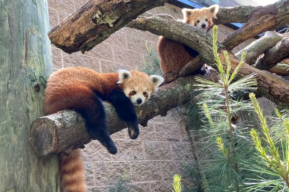 Free Admission to Buttonwood Park Zoo Today Only