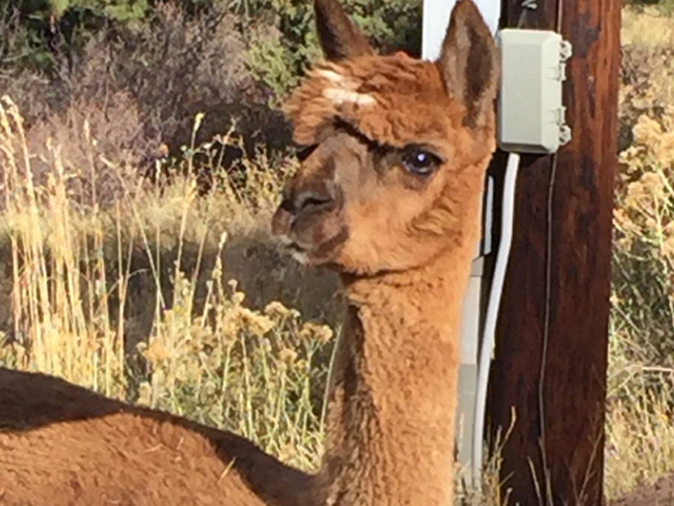 One-Eyed Alpaca Found in Lyons Up for Adoption in 2017