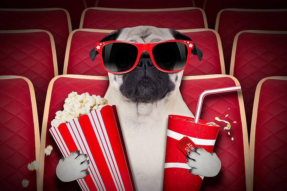 One Night Only in Denver: Take Your Dog to a Movie