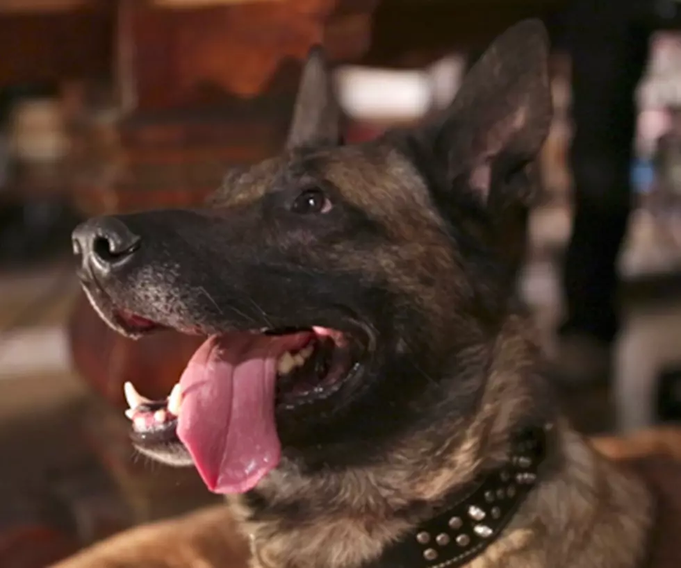 CBS Gives A Behind-the-Scenes Look At The Canine Star of ‘A Person Of Interest’ – [VIDEO]