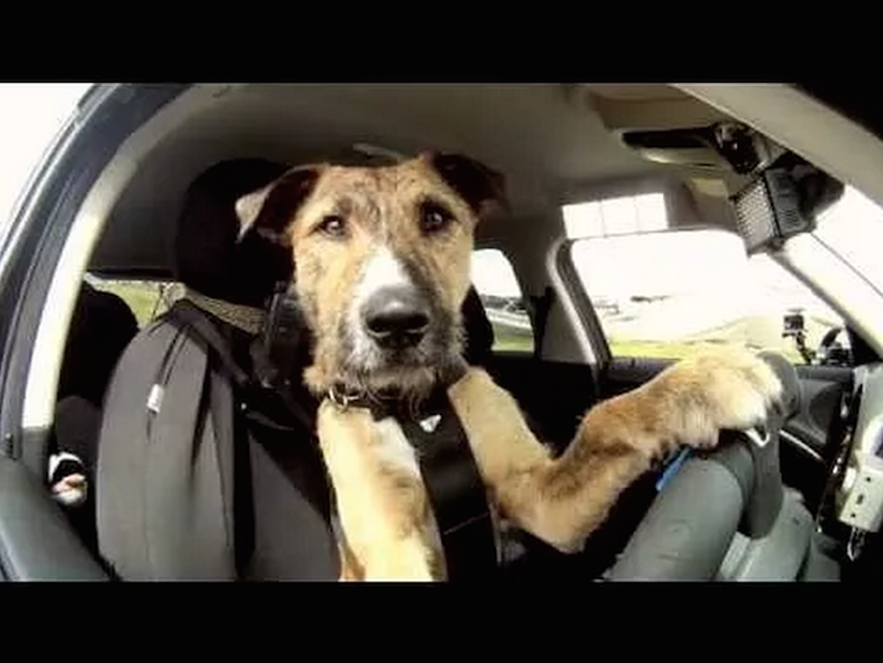 Meet Porter the World’s First Driving Dog – [VIDEO]