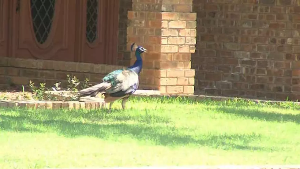 Owner of Neighborhood Peacocks Going to Trial With City of Midland