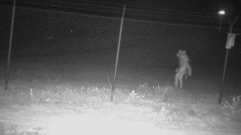 Unidentified Creature Captured on Surveillance at Texas Zoo