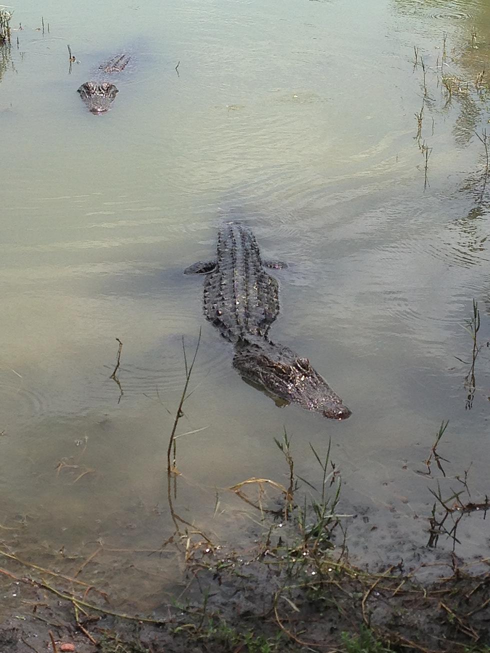 Texas River Floaters Beware: Alligators in the Guadalupe