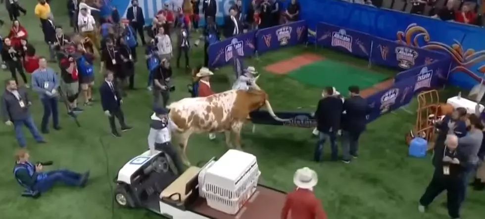 Bevo Took Charge Literally