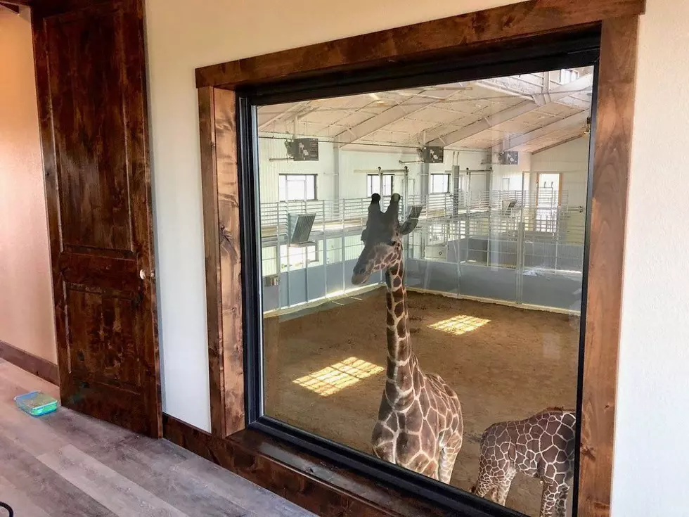Your Family Can Stay With Giraffes At This Texas Getaway A Short Drive From Midland/Odessa
