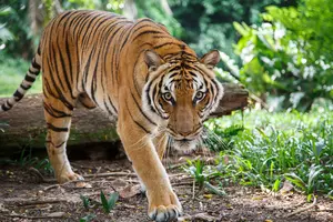 Can You Legally Own A Tiger In Texas? Find Out Here!