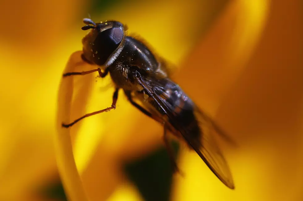 Guy Calls 911 Because Of FLIES in His House [Audio]