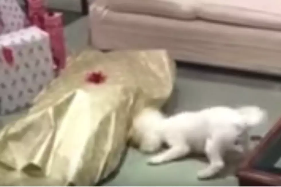 Dog Goes Nuts Unwrapping Christmas Present (VIDEO)