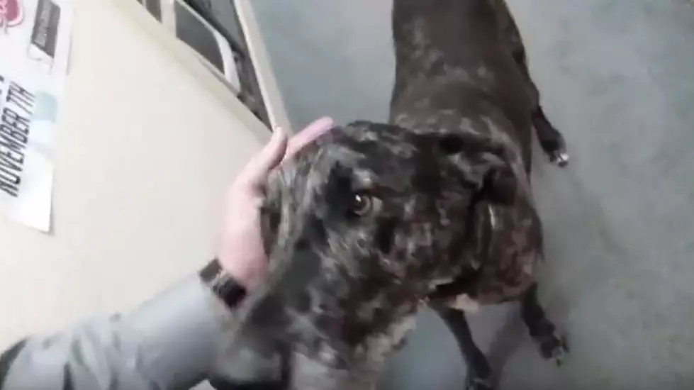 Dixie The Great Dane Is The Best Kind Of Co-Worker (VIDEO)