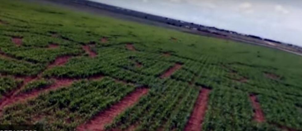 Fiddlesticks Farms Tour with Leo and Rebecca – Reason #29 To Go ‘The Corn Maze’  (Video)