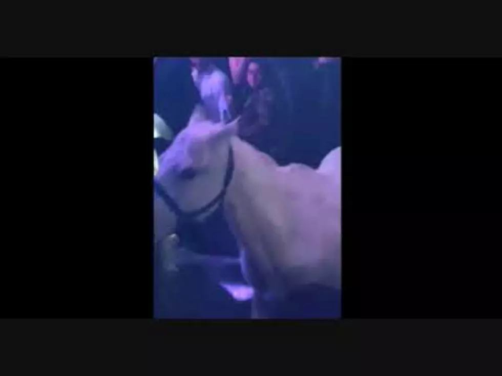 Horse In A Club – Leo And Rebecca AUDIO