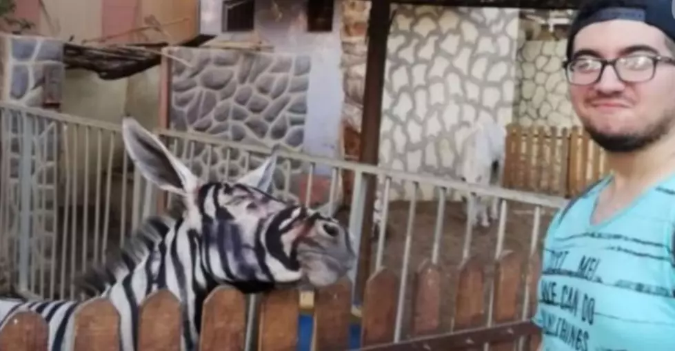 Really This Happened? Zoo Paints Donkey To Look Like Zebra &#8211; Leo and Rebecca AUDIO