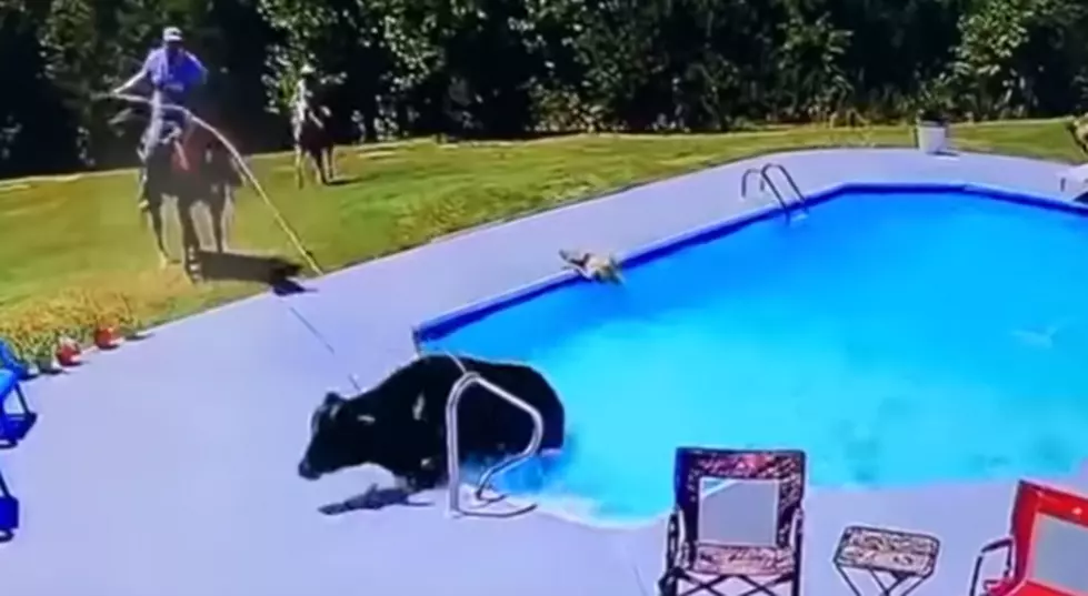 A Guy Describing A Cow In The Pool Is Everything Today &#8211;  As Heard On Leo and Rebecca