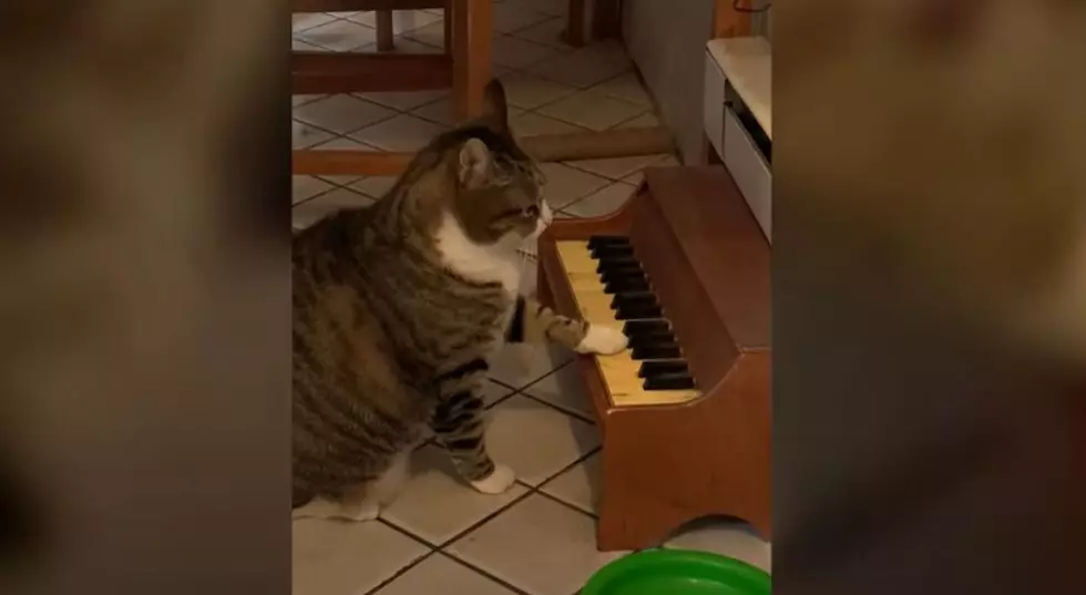 🎧Cat Plays Piano When He Wants To Be Fed