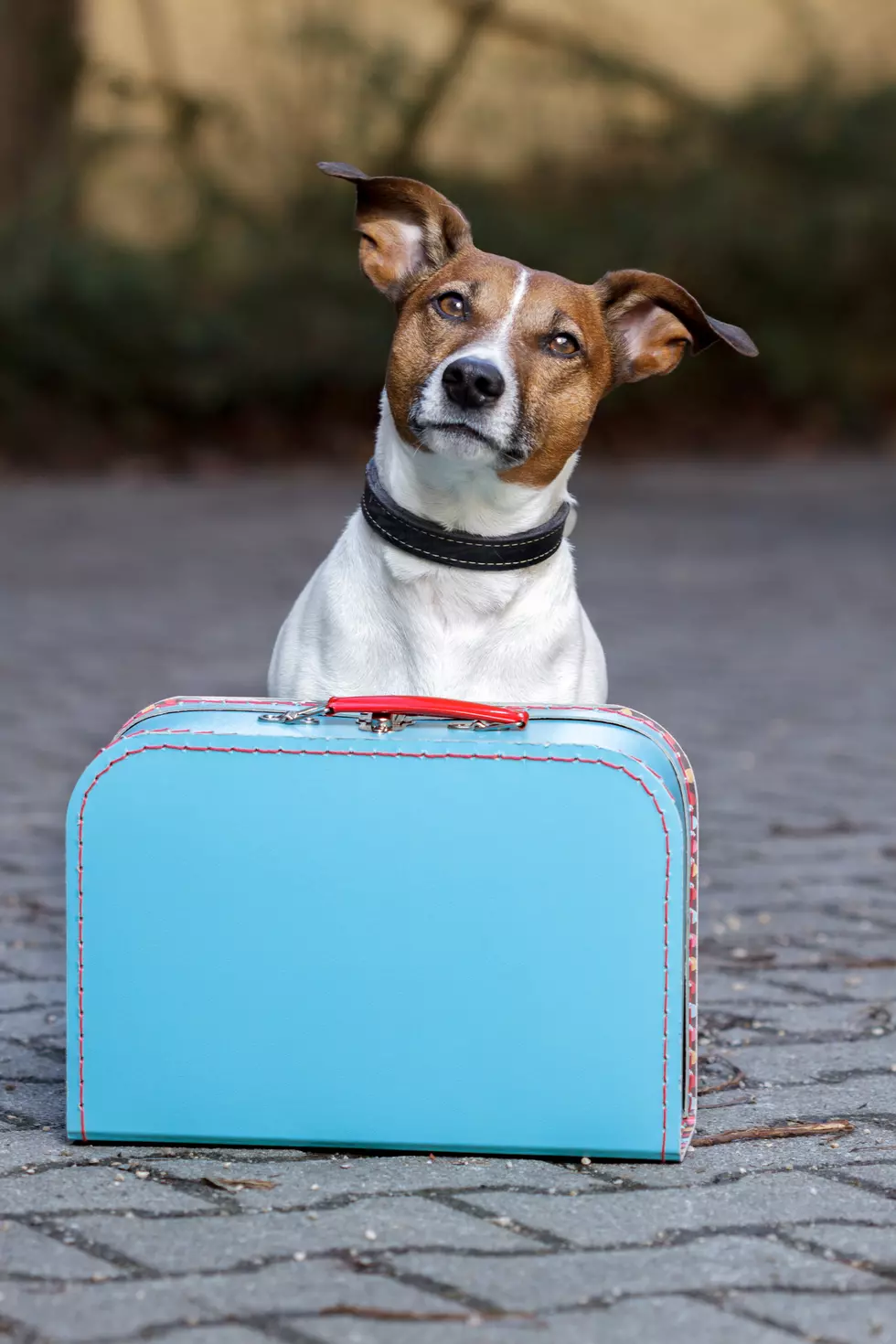 My Boyfriend Moved In And I Kicked Out His Dog &#8211; Leo and Rebecca Buzz Question