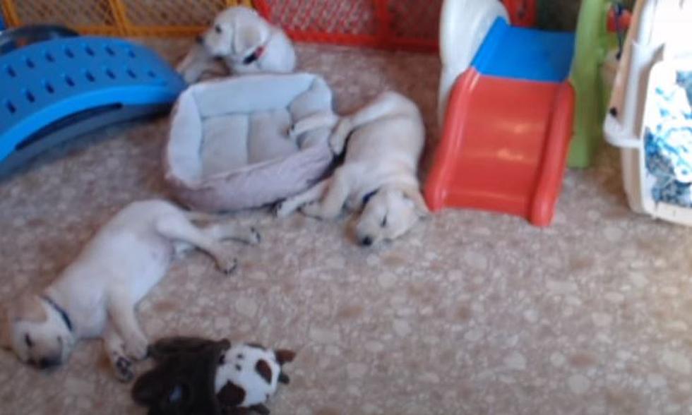 Watch 8 Week Year Old Puppy Cam – Future Service Dogs on National Puppy Day Today!