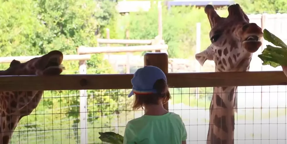 Fun West Texas Zoos Are just A Ride Away! Closest ZOOS Near Midland Odessa!