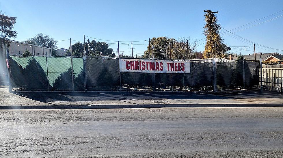 Top Places to Buy A LIVE Christmas Tree In Midland Odessa