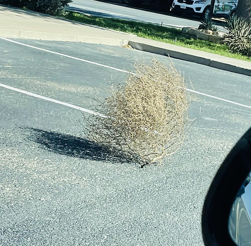 West Texas Tumbleweeds Are The New Trendy Decoration?