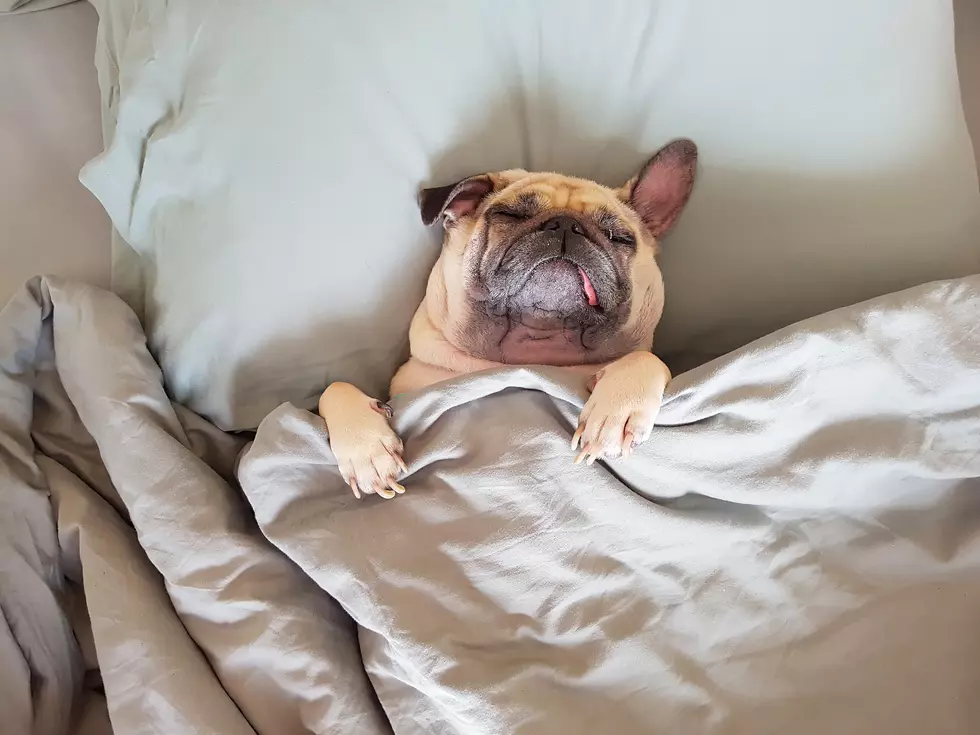 My Man’s Dog Get’s His Bed And I Get The COUCH!